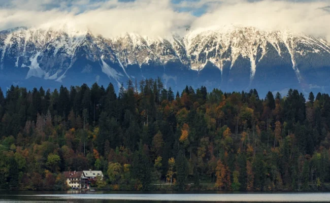 beautiful-tree-forest-near-lake-with-snowy-mountains-background-bled-slovenia