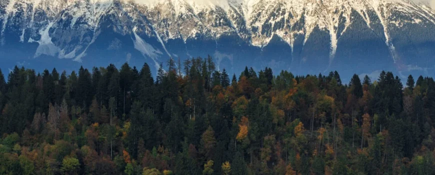 beautiful-tree-forest-near-lake-with-snowy-mountains-background-bled-slovenia
